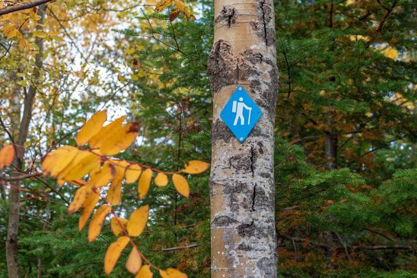 Blauer Wanderweg brennt im Herbst an Baum - Foto, Bild