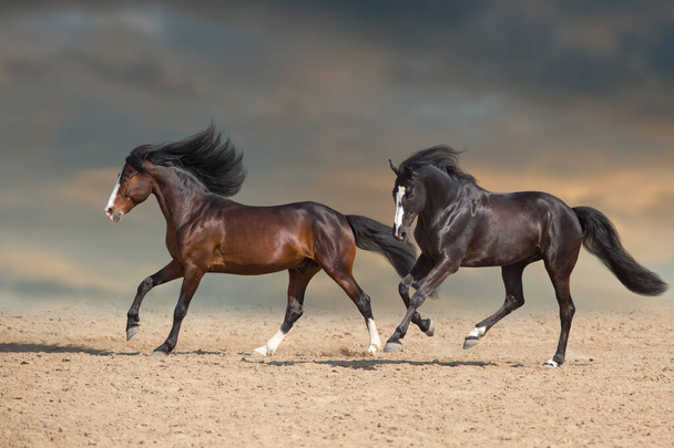 Две лошади с длинной гривой
 - Фото, изображение