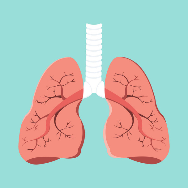 Órganos internos del elemento de diseño humano. Anatomía pulmonar realista aislada sobre fondo verde. Concepto de medicina sanitaria
.  - Vector, Imagen