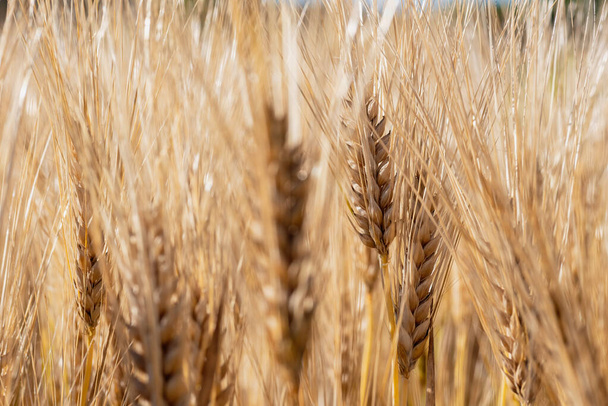 campo de trigo en verano - Foto, Imagen