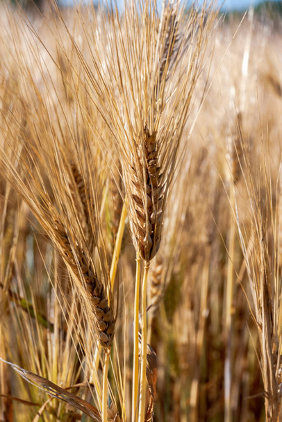 blé en macro champ
 - Photo, image