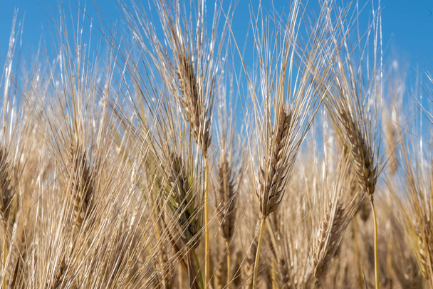 pšeničné hřídele na poli - Fotografie, Obrázek