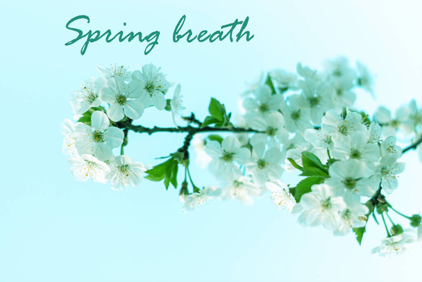 Tavaszi lélegzet szöveges jel, divatos elegáns üdvözlőkártya cseresznyevirágzással. Vízszintes banner sakura virágok fehér színű homályos napos háttér bokeh fények. A virágzó fa ága. - Fotó, kép