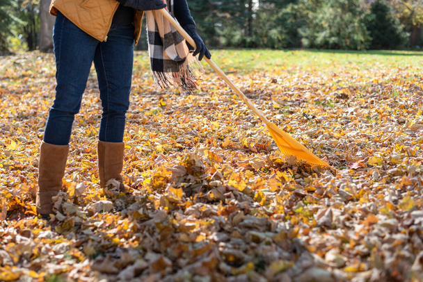 recortado inferior cuerpo primer plano de la mujer rastrillando hojas en el patio trasero en otoño
 - Foto, Imagen