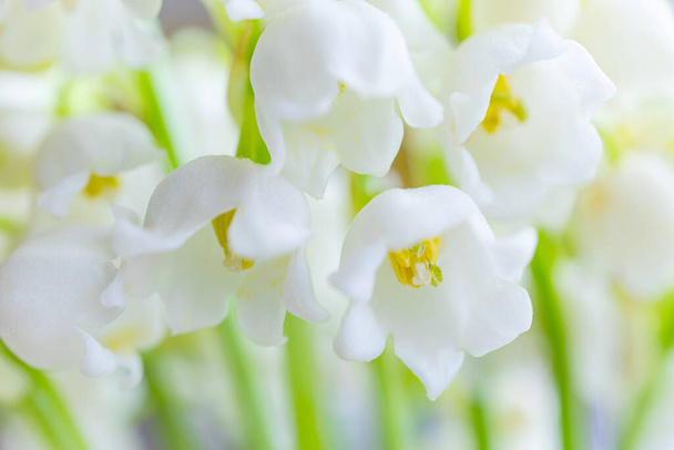 Lily of the valley close-up, detailed bright macro photo. Soft focus. The concept of spring, may, summer. Floral background - Photo, Image