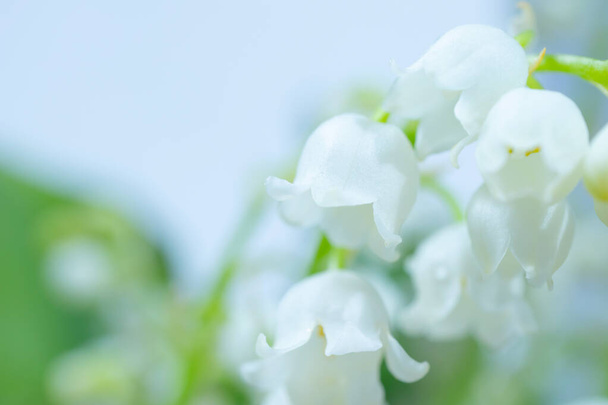 Lily of the valley close-up, detailed bright macro photo. The concept of spring, may, summer. Floral background. Copyspace - Photo, Image