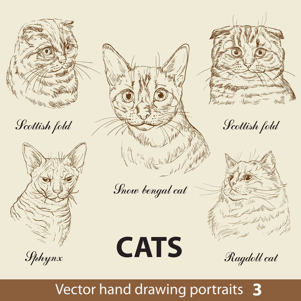 Hand drawing set of a purebred cats breeds. Cat heads isolated on beige background. Vector hand drawn realistic portraits.Cats illustration collection. Part-3. Good for print T-shirt, banner. Stock illustration - Vector, Image