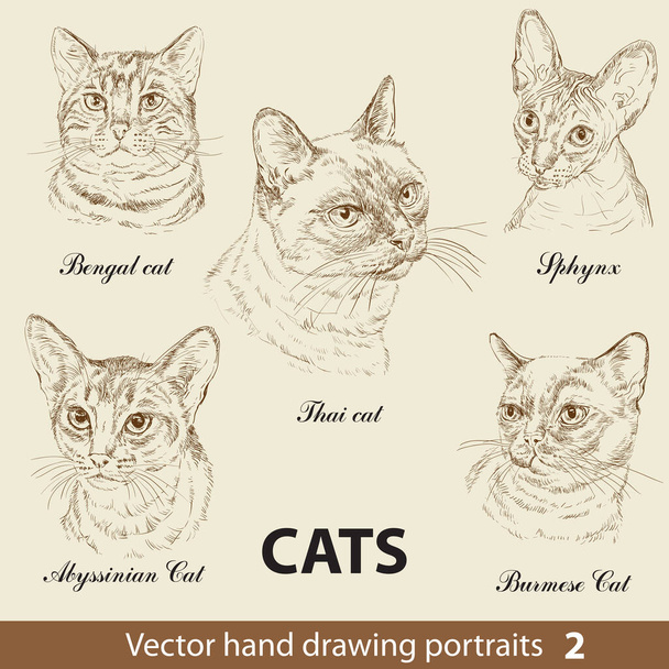 Hand drawing set of a purebred cats breeds. Cat heads isolated on beige background. Vector hand drawn realistic portraits. Animal collection. Good for print T-shirt, banner. Stock illustration - Vector, Image