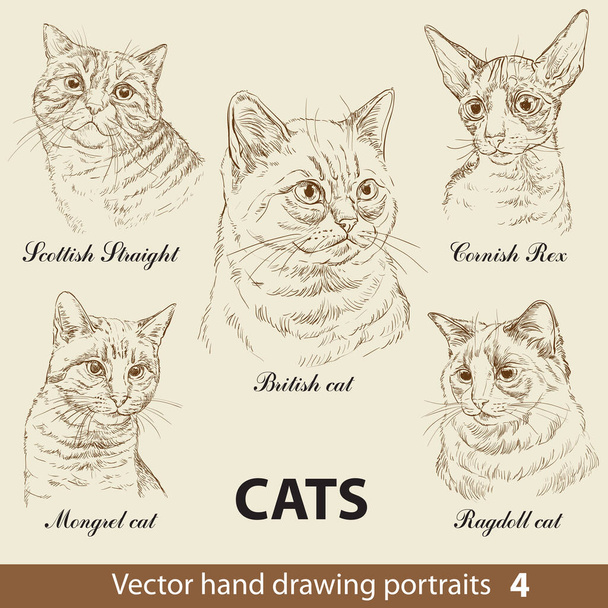 Hand drawing set of a cats breeds. Cat heads isolated on beige background. Vector hand drawn realistic portraits. Cats illustration collection. Part 4. Good for print T-shirt, banner. Stock illustration - Vector, Image