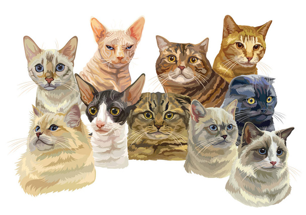 Vector horizontale illustratie met verschillende katten rassen portretten geïsoleerd op witte achtergrond. Katten vector vintage illustratie in realistische stijl.Afbeelding voor ontwerp, kaarten en tatoeage. Voorraadillustratie  - Vector, afbeelding