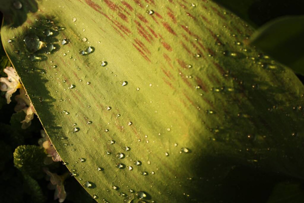 Piękne zielone liście roślin z rosy makro - Zdjęcie, obraz
