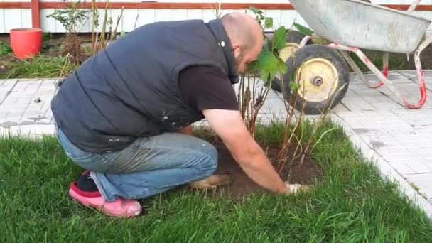 A bald man in gloves and pink galoshes is planting a bush in the courtyard of his own house. - Footage, Video