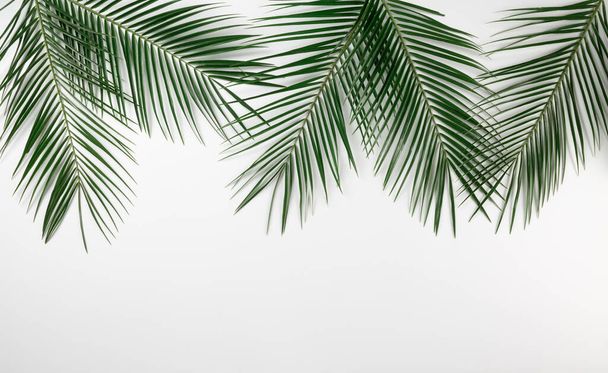 Natural tropical palm leaves border layout isolated white background. Abstract summer template. - Fotó, kép