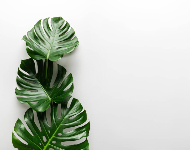 Kreatív elrendezése trópusi monstera levelek ellen fehér elvont fal háttér - Fotó, kép
