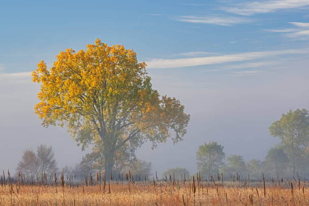 Herfst landschap van hoge gras prairie in mist, Fort Custer State Park, Michigan, Verenigde Staten - Foto, afbeelding