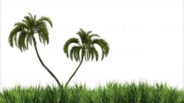 Verander gras en palm in de wind op een witte achtergrond. Blanco voor ontwerp - Video
