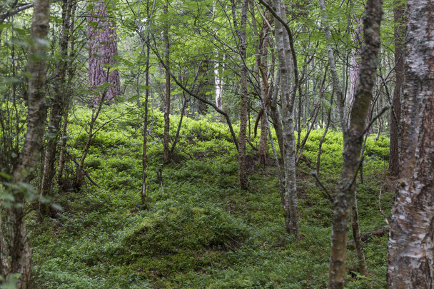 interior of a Scottish forest with abundant green vegetation and trees, during the spring - Фото, изображение