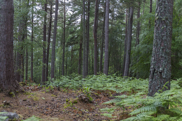 εσωτερικό ενός δάσους της Σκωτίας με πλούσια βλάστηση και δέντρα, κατά τη διάρκεια της άνοιξης - Φωτογραφία, εικόνα