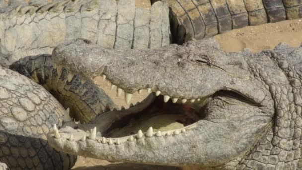 Krokodyl opalania usta otwarte - Crocodylus niloticus - Materiał filmowy, wideo