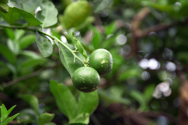 close-up groen limoen in oogstseizoen in de tuin - Foto, afbeelding