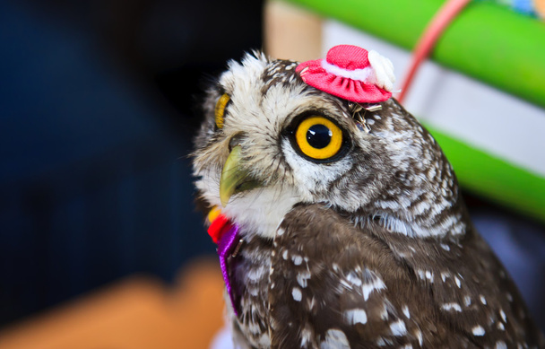 portret great horned owl - Zdjęcie, obraz