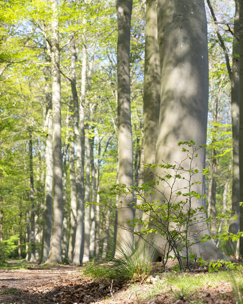 bosque verde fresco en la mañana de primavera en abril con hojas de haya jóvenes
 - Foto, Imagen