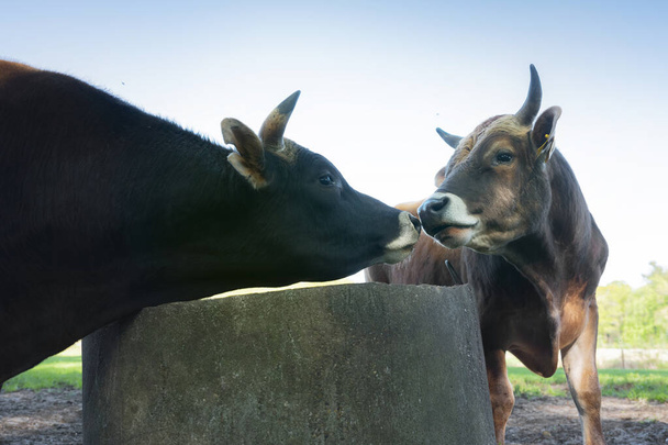 two jersey bulls sniff close together near watering well under blue sky - Photo, Image