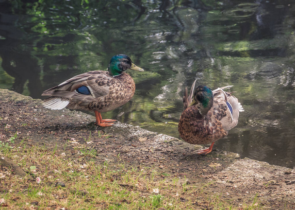 Oviedo, Spain 26-05-2016 Two male mallard (Anas platyrhynchos) by the lake of the ducks in a park in oviedo. - Photo, Image