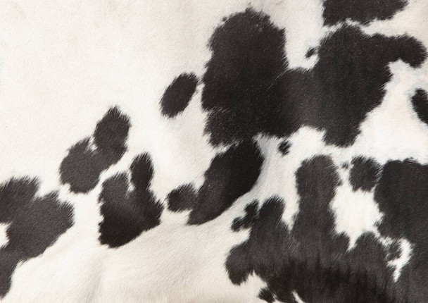 černý a bílý vzor na kůži na straně krávy - Fotografie, Obrázek
