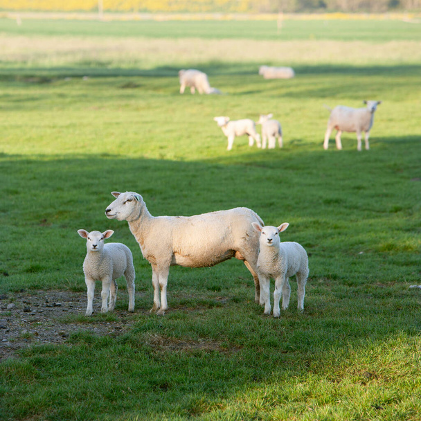 brebis et deux agneaux dans une prairie printanière verte et herbeuse
 - Photo, image
