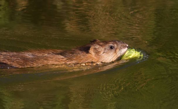 Ondatra zibethicus, muskrat. In the early morning, the animal collects apples on the shore and drags them to its home. - Photo, Image