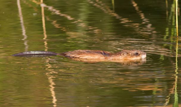 Ondatra zibethicus, muskrat. In the early morning, the animal collects apples on the shore and drags them to its home. - Foto, Bild