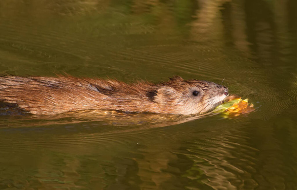 Ondatra zibethicus, muskrat. In the early morning, the animal collects apples on the shore and drags them to its home. - Foto, imagen