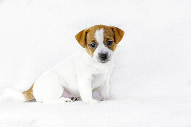 lindo cachorro hembra Jack Russell Terrier se sienta sobre un fondo blanco, formato horizontal
 - Foto, imagen