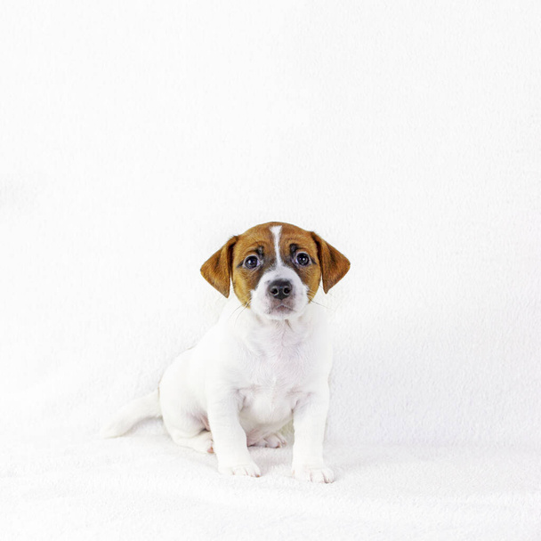 Yavru köpek Jack Russell Terrier oturur ve takımı dinler. Beyaz arka plan. Sergi için hazırlık yapıyorum. Yatay biçim - Fotoğraf, Görsel