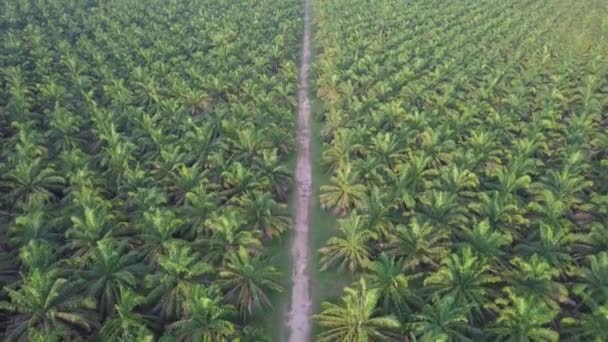 Latać nad ścieżką na plantacji palmy olejowej. - Materiał filmowy, wideo
