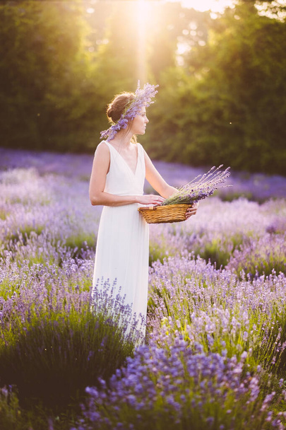 belle femme en robe blanche recueillant des fleurs de lavande sur le terrain au coucher du soleil
 - Photo, image