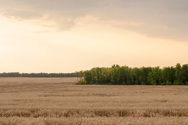 Buğdayın eski fotoğrafı - Fotoğraf, Görsel
