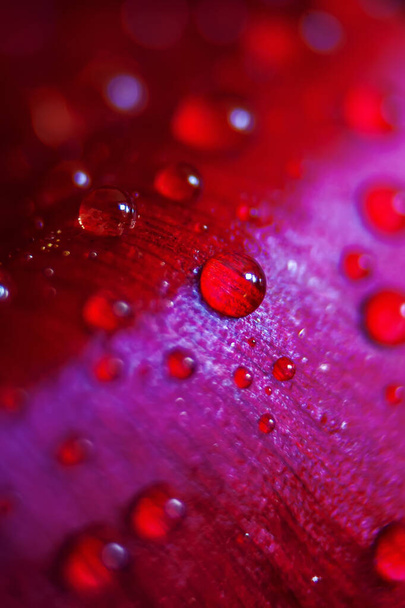 Makro zavřít záběr mnoha kapek vody na červené okvětní lístky. Dew kapky na květinu. Květina, čerstvost. Jemné soustředění. Efekt Bokeh - Fotografie, Obrázek