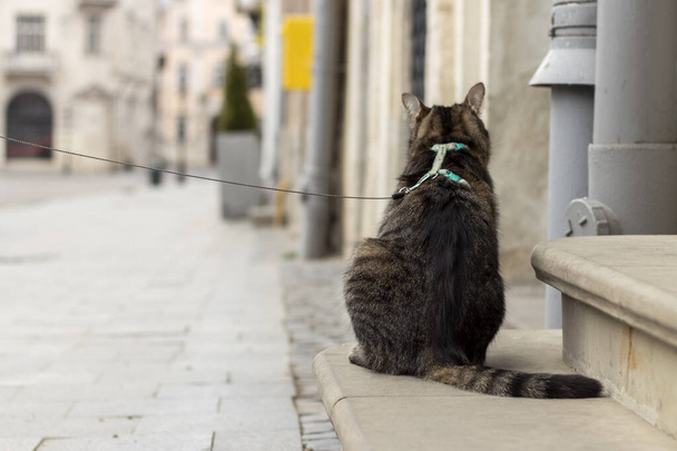 階段の上には猫が腰を下ろして街を眺めている。バックビュー. - 写真・画像