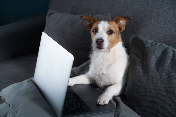 A dog sitting on a couch. Jack Russell Terrier with a laptop. Work at home, isolation, save - Foto, immagini