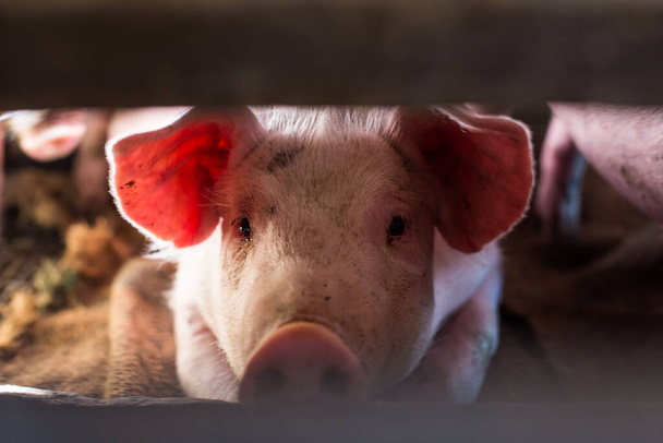 Животноводство мелких смешных поросят на свиноводческой ферме, Мясной бизнес - Фото, изображение
