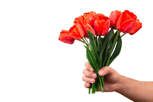 イースター、母の日や他の休日のための春の花。白い背景に隔離された男の手の中の赤いチューリップの花束 - 写真・画像