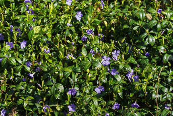 Fleurs de pervenche bleu avec des feuilles vertes au début du printemps dans la forêt
 - Photo, image