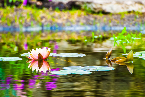 Ροδακινί χρωματιστό νούφαρο σε λίμνη καθρέφτη - Φωτογραφία, εικόνα