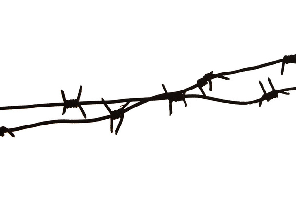 Barbed wire and ant - Photo, Image
