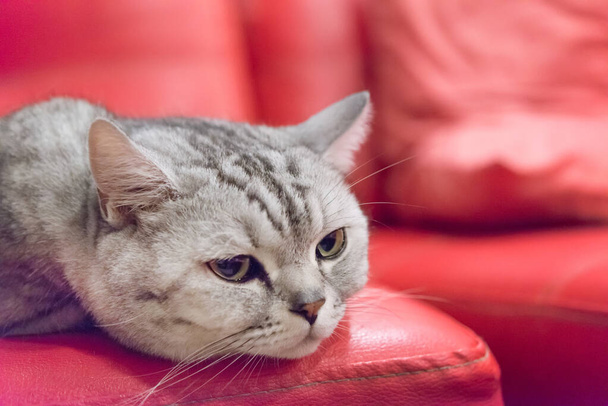 Portrait of a scottish fold cat.Face of scottish fold cat - Fotoğraf, Görsel