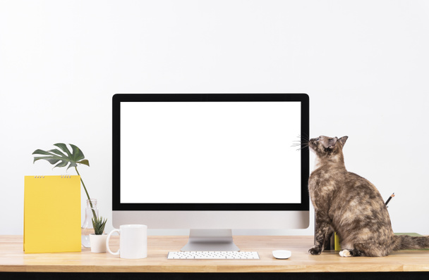 Mockup Blank οθόνη επιτραπέζιου υπολογιστή και διακοσμήσεις με ζώο γάτα στο τραπέζι ξύλο και λευκό φόντο τοίχο. - Φωτογραφία, εικόνα