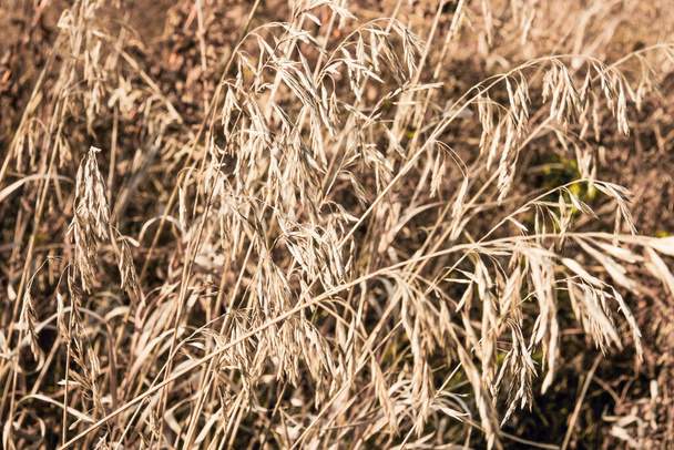 erba secca autunno sul campo, sfondo erba
 - Foto, immagini