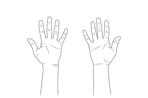 női kezek. eps10 Vektor vázlat illusztráció - női kéz. - Vektor, kép